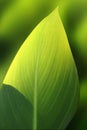 Green exotic leaf Royalty Free Stock Photo