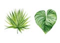 Green exotic leaves collection. Palm and plant leaf. Botanical watercolour illustration isolated on white background. Royalty Free Stock Photo
