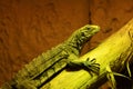 Green exotic lizard basking on a tree branch in a terrarium. Royalty Free Stock Photo