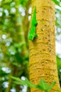 Green exotic lizard crawls on tree trunk