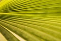 Green exotic palm tree leave stripe surface pattern and texture Royalty Free Stock Photo