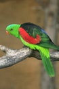 Green exotic parrot