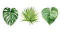 Exotic plant collection. Tropical leaf set. Details for design. Monstera leaf and palm leaves. Botanical watercolour Royalty Free Stock Photo