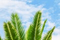 Green exotic tropical palm tree branch on a bright blue and whit Royalty Free Stock Photo