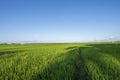 Green expanse of Indonesian rice fields Royalty Free Stock Photo