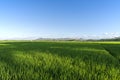 Green expanse of Indonesian rice fields Royalty Free Stock Photo