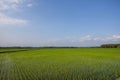 Green expanse of Indonesian rice fields Royalty Free Stock Photo