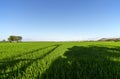 Green expanse of Indonesian rice fields Royalty Free Stock Photo