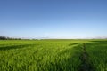 Green expanse of Indonesian rice fields Royalty Free Stock Photo