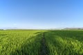 Green expanse of Indonesian rice fields Royalty Free Stock Photo