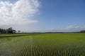 Green expanse of Indonesian rice fields Royalty Free Stock Photo