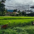 Green expanse of rice fields on a cloudy morning