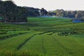 green expanse of rice fields