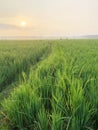 Green expanse of rice fields and morning views of rice field