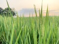 Green expanse of rice fields and morning views of rice fields