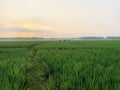 Green expanse of rice fields and morning views of rice fields