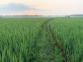 Green expanse of rice fields and morning views of rice fields