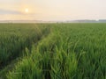 Green expanse of rice fields and morning views of rice fields