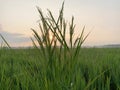 Green expanse of rice fields and morning views of rice fields