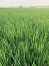 Green expanse of rice fields and morning views of rice fields