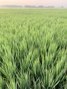 Green expanse of rice fields and morning views of rice fields