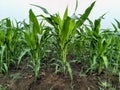 Green expanse of young corn plants Royalty Free Stock Photo