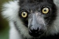 Green Eye Ape Royalty Free Stock Photo