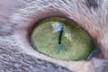 Green eye and black pupil of a gray cat close-up. Macro photography of the green and yellow eyes of a pet, frontally