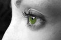 Green eye closeup Royalty Free Stock Photo