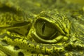 Green Eye of a green alligator Royalty Free Stock Photo