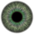 Green Eye Iris