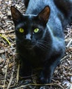 Green eyed black cat Royalty Free Stock Photo