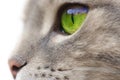 Green-eyed cat Royalty Free Stock Photo