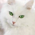 Green eyed cat