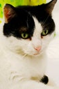 Green eyed cat Royalty Free Stock Photo