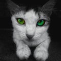 Green eyed cat black & white Royalty Free Stock Photo
