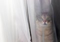Green-eyed cat hiding in the house behind the transparent curtain, when playing hide and seek Royalty Free Stock Photo