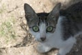 Green-eyed cat looking at the camera and sideways Royalty Free Stock Photo