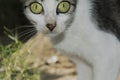 Green-eyed cat looking at the camera and sideways Royalty Free Stock Photo