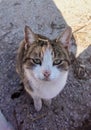 Green eyed cat looking straight in my soul Royalty Free Stock Photo