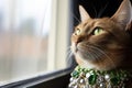 a green-eyed cat looking at a superiorly adorned one Royalty Free Stock Photo