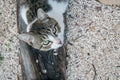 Green-eyed cat looking up Royalty Free Stock Photo