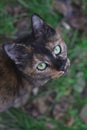 Green-eyed cat looking up Royalty Free Stock Photo