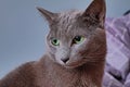 The green-eyed cat looks to the side. Royalty Free Stock Photo