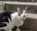 Green-Eyed Cat Outside Royalty Free Stock Photo