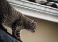 A green-eyed cat on the roof. House in white color in background Royalty Free Stock Photo