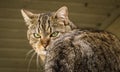 A green-eyed cat on the roof. House in white color in background Royalty Free Stock Photo