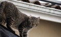 A green-eyed cat on the roof. House in white color in background Royalty Free Stock Photo