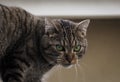 A green-eyed cat on the roof. House in white color in background Royalty Free Stock Photo