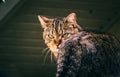 A green-eyed cat on the roof. House in white color in background Royalty Free Stock Photo